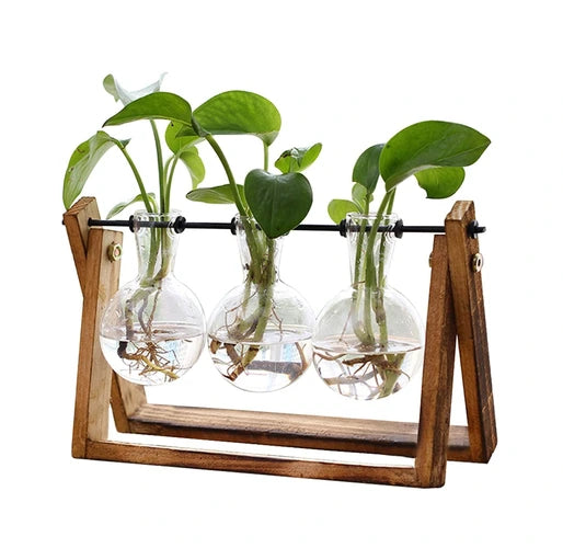 9-gifts-for-20-year-olds-plant-terrarium