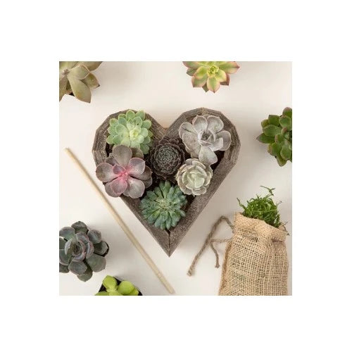 9-valentine-gift-ideas-for-girlfriend-redwood-succulent-heart-kit