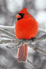 Geof Burbidge Northern Cardinal Greeting Card