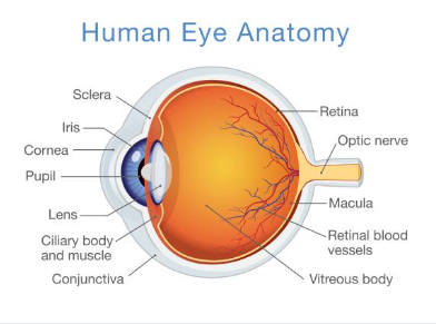 Human Eye with details