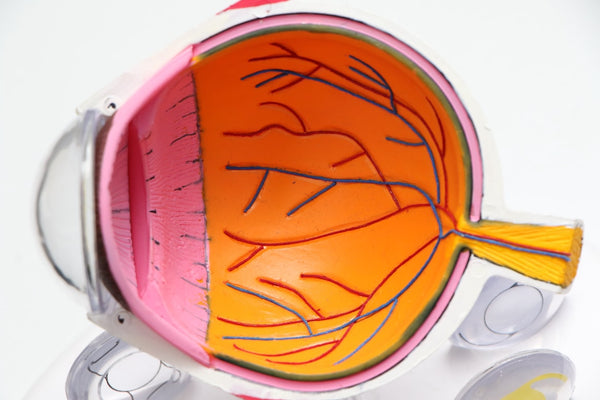 Diagram of inside of the eye