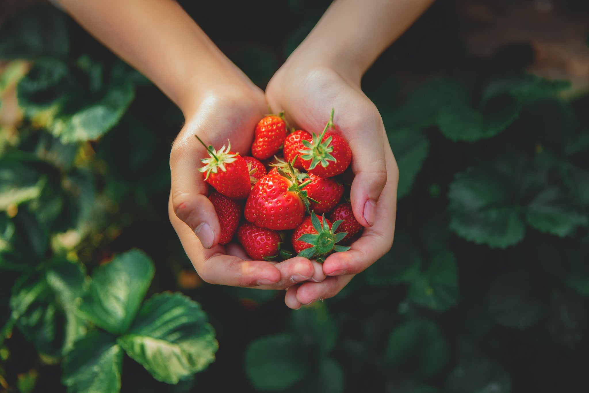 Girl hands holding a handful of ripe, red strawberries