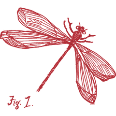 Metz & Matteo Dragonfly Logo image.