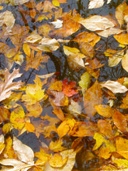 Floating Autumn Fall Leaves Collection image.