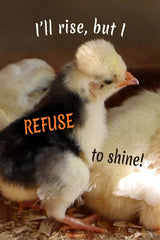 "I'll rise, but I refuse to shine!" Collection image.