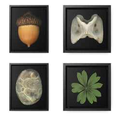 Nature Morte Collection image.