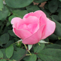 Single Pink Rose