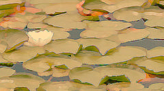 Water Lilies Collection image.
