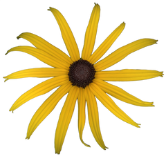 Black-eyed Susan Rudbeckia Flower Collection image.