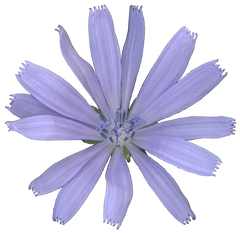 Chicory Flower Collection image.