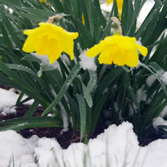 Daffodils in the snow image.