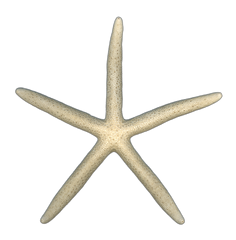 Finger Starfish Collection image.