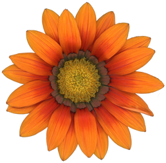 Gazania Flower Collection image.