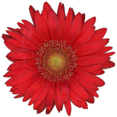 Gerbera Daisy Flower Collection image.