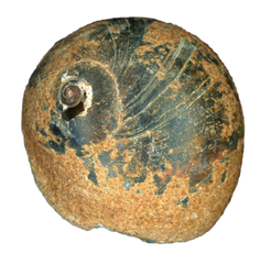 Moon Snail Shell Black & Rust Collection image.