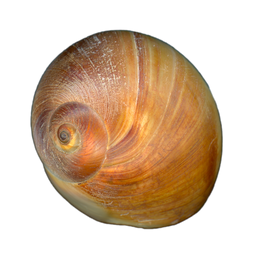 Moon Snail Shell Shark's Eye Collection image.