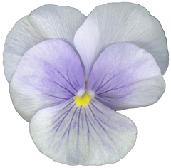 Pansy Viola Flower Collection image.