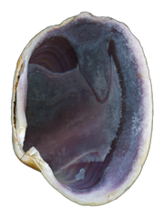 Quahog Clam Shell Purple Collection image.