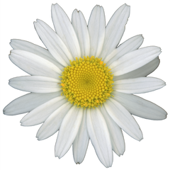 Shasta Daisy Flower Collection image.
