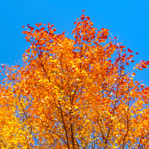 Ornamental Pear Tree fall colors image.