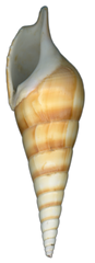 Turrid Shell Tan Collection image.