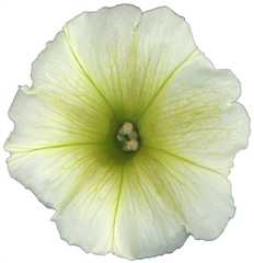 Petunia Flower Collection image.