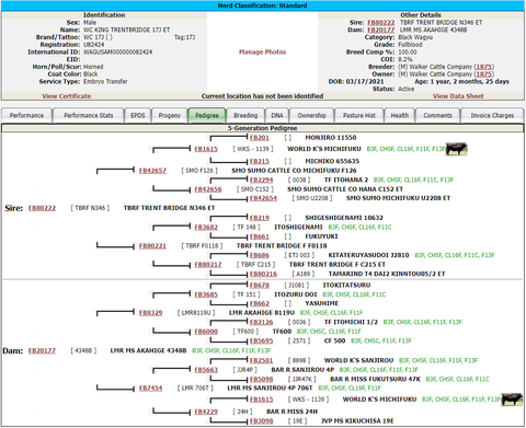 wagyu bull pedigree chart