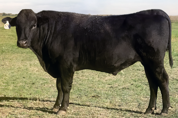 wagyu bull standing in grass