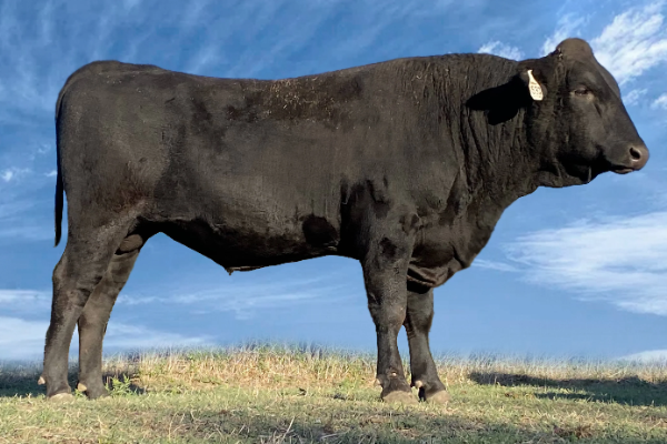 wagyu bull standing in field selling semen