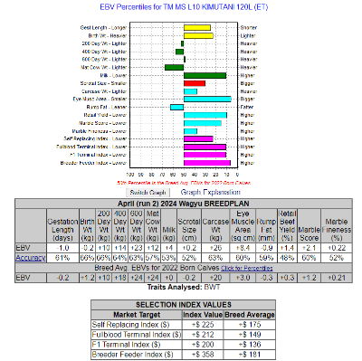 fullblood wagyu heifer for sale australia ebv graph