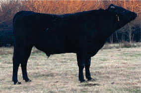 100% Fullblood Wagyu Bull for Sale