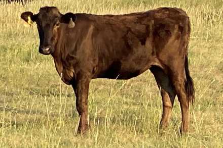 Registered Wagyu Cows and Heifers for Sale