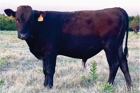 wagyu bull standing grass
