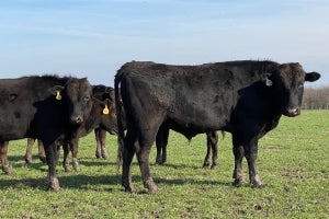 Registered Wagyu Cattle for Sale Texas