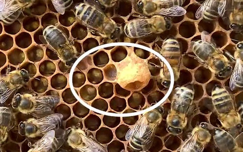Why Do Bees Swarm? How Honey Bees Move Their Hives