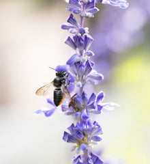 10 easy ways you can help the bees