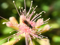 10 easy ways you can help the bees