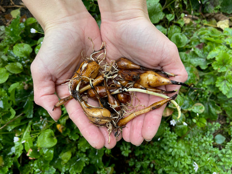 Great Camas Bulbs in hand