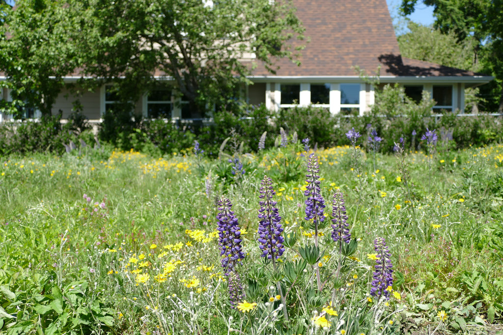 lawn to native wildflower meadow by Satinflower Nurseries satinflower.ca