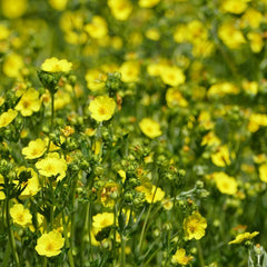 Potentilla gracilis var gracilis yellow flowers