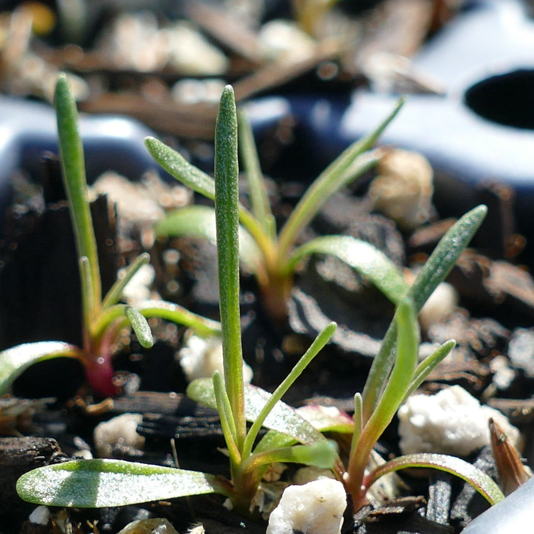 Desert Oasis™ Dusk Cotyledon, Cotyledon 'Ace of Clubs' PPAF