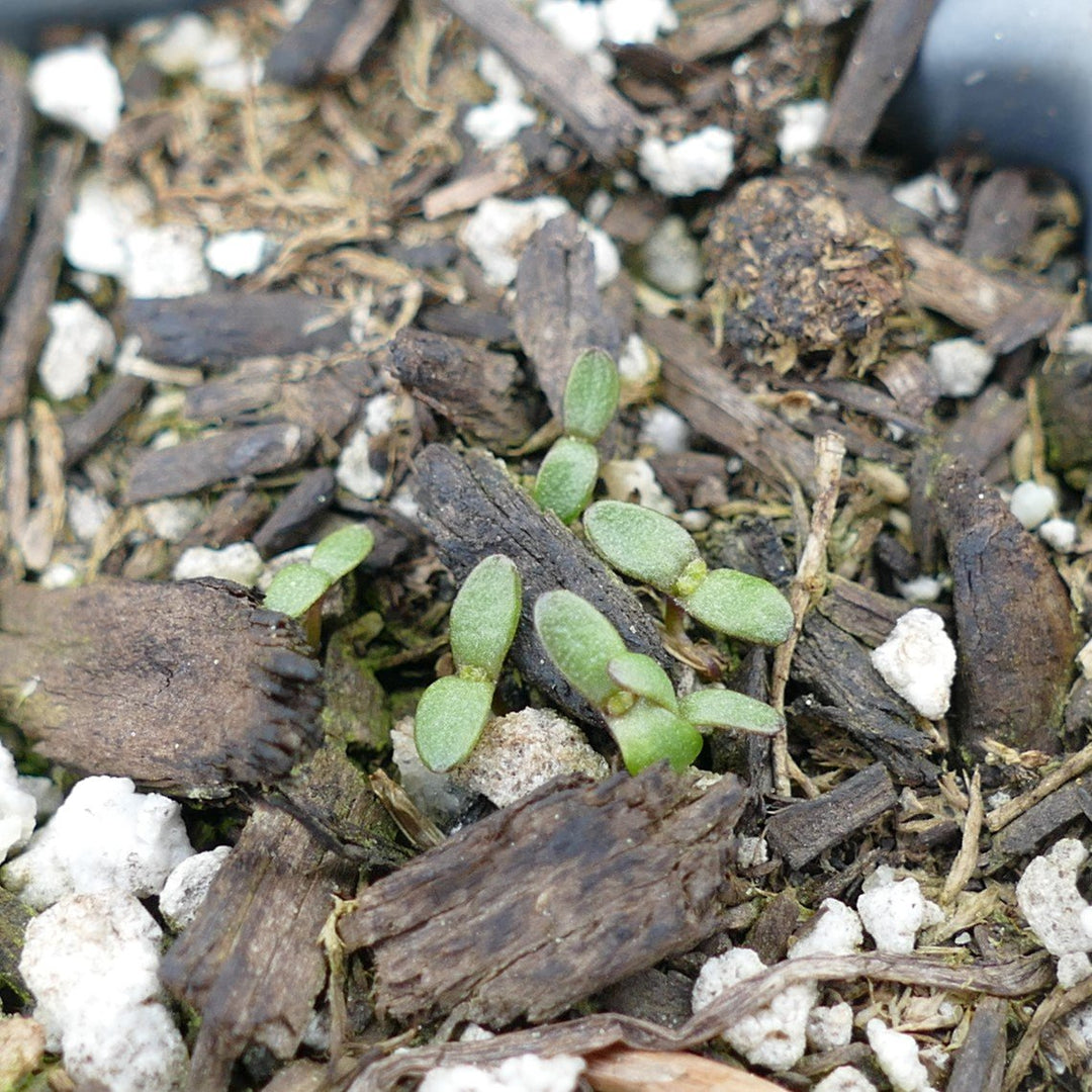 Desert Oasis™ Dusk Cotyledon, Cotyledon 'Ace of Clubs' PPAF