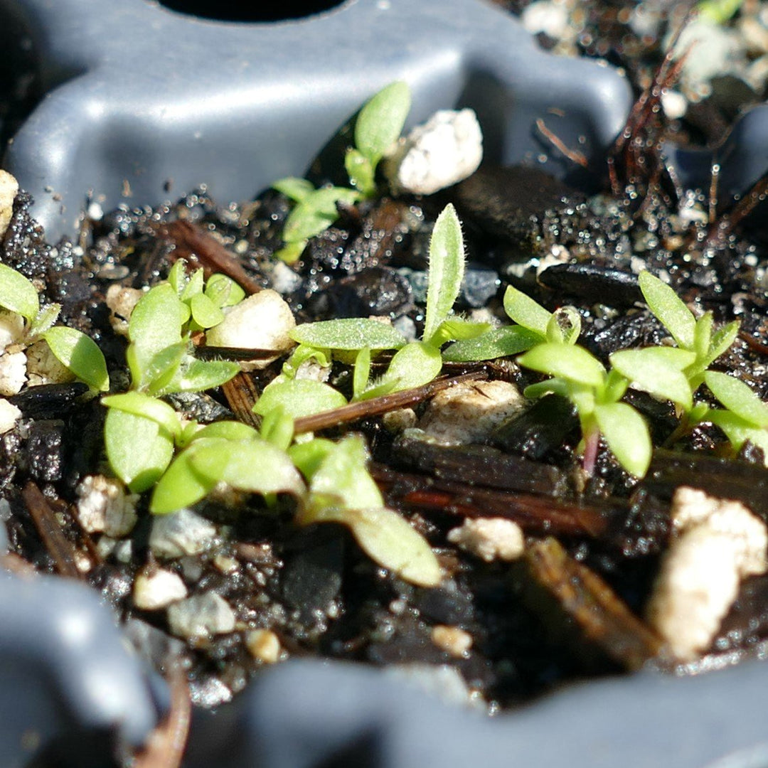 Desert Oasis™ Dusk Cotyledon, Cotyledon 'Ace of Clubs' PPAF