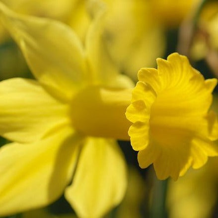 Narcisse Botanique February Gold – Alkemade bloembollen