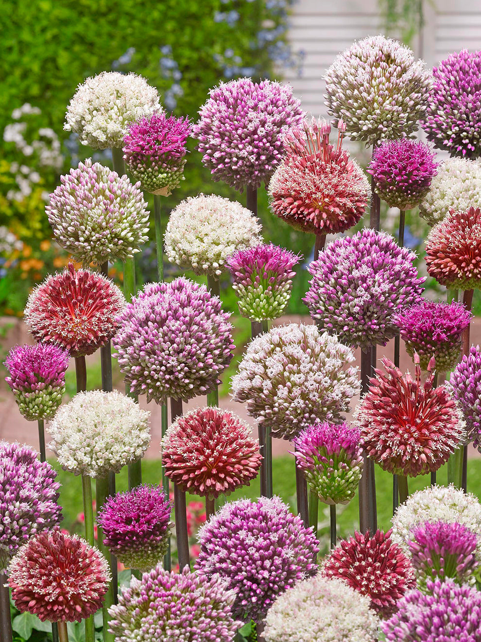 Allium Tropical Tides Kollektion (Zierlauch) - DutchGrown product image