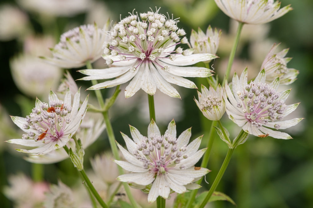 Anleitungen zum Pflanzen: Astrantia (Sterndolde) pflanzen