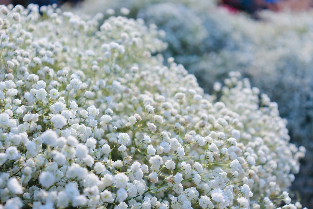 Anleitung zum Anpflanzen: Gypsophila (Gipskräuter) anpflanzen