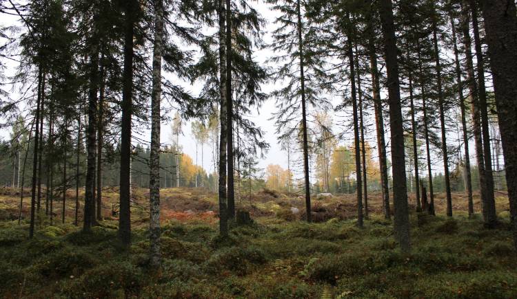 FSC forest, Finland