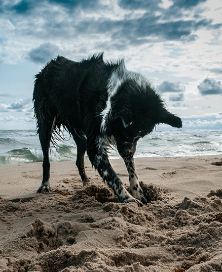 Gemeinsam mit dem Hund die Strände der Nordseeinsel Föhr erkunden