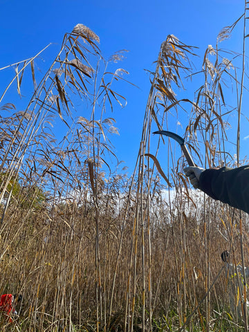 500 DAYS UNTIL EXPO! CONTRIBUTING TO THE SDG’s BY CUTTING REEDS TO BE USED AS FABRIC FOR UNIFORMS FOR THE 2025 KANSAI EXPO